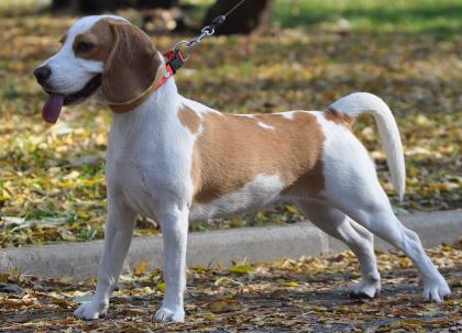 כלב ביגל כלב ביגל
