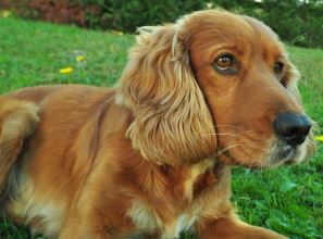 כלב קוקר ספנייל חום כלב קוקר ספנייל חום