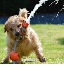 כלב משחק בצינור מים כלב משחק בצינור מים