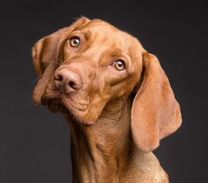 כלב מבולבול כלב מבולבול