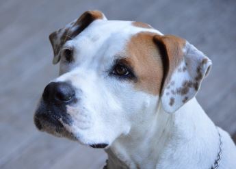 כלב חמוד כלב חמוד