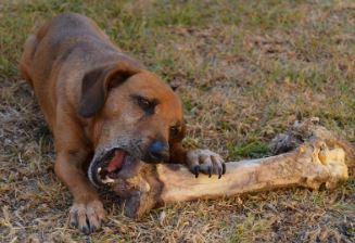כלב לועס עצם כלב לועס עצם