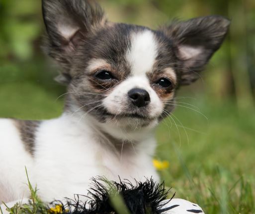 כלב מחייך כלב מחייך