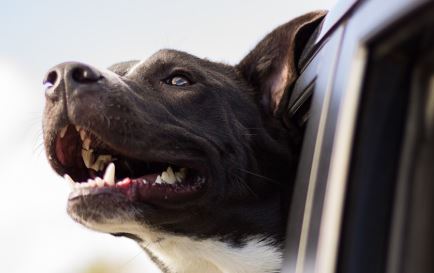 כלב עם הראש מחוץ לחלון באוטו כלב עם הראש מחוץ לחלון באוטו