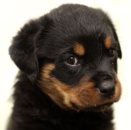 גור רוטווילר גור רוטווילר