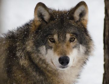 זאב בשלג זאב בשלג