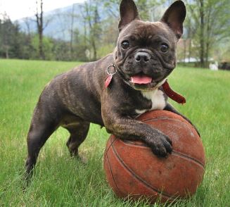כל הציוד שגור כלבים חייב!