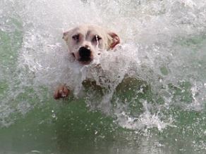 כלב בתוך גל בים כלב בתוך גל בים