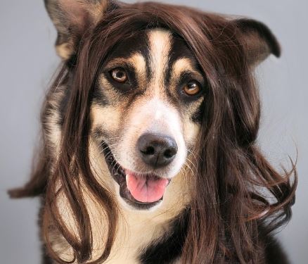 כלב עם פאה מצחיקה כלב עם פאה מצחיקה