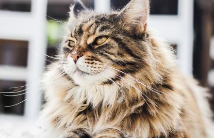 חתול פרסי חתול פרסי