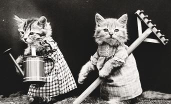 חתולים בתחפושת חתולים בתחפושת