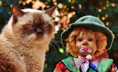 חתול עם בובת ליצן חתול עם בובת ליצן