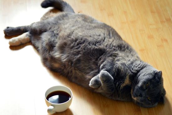 חתול שמן על רצפת פרקט חתול שמן על רצפת פרקט