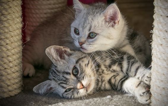 גורי חתולים גורי חתולים