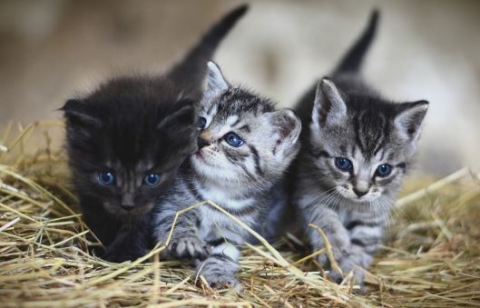 גורי חתול נטושים - זיהוי טיפול והאכלה