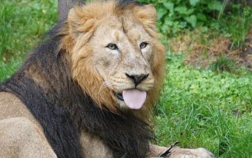 אריה מוציא לשון אריה מוציא לשון