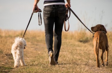 טיול עם הכלב טיול עם שני כלבים