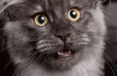 תופעות לוואי לאחר סירוס ועיקור אצל חתולים