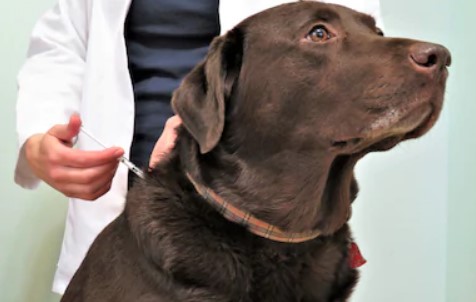 פארוו איך לזהות ולטפל