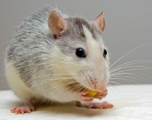 חולדה אוכלת חולדה אוכלת