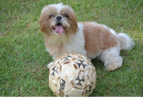 כלב שיצו כלב שיצו