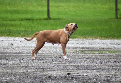 כלב מריח כלב מריח