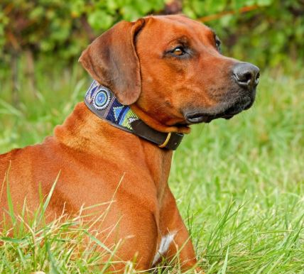 כלב עם קולר שוכב על הדשא כלב עם קולר שוכב על הדשא