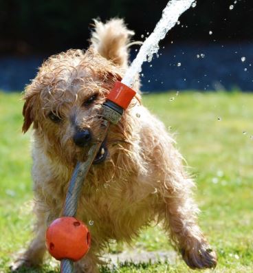 כלב משחק בגינה כלב משחק בגינה