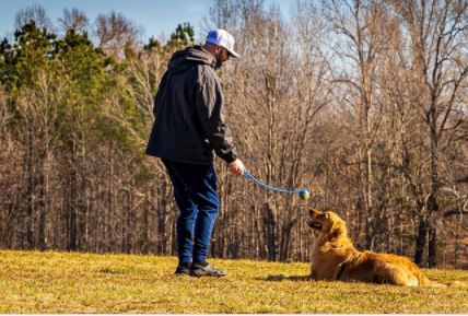 כלב משחק בדשא כלב משחק בדשא