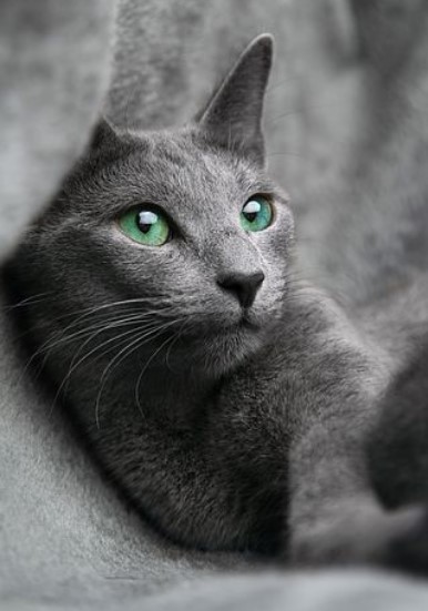 חתול רוסי כחול