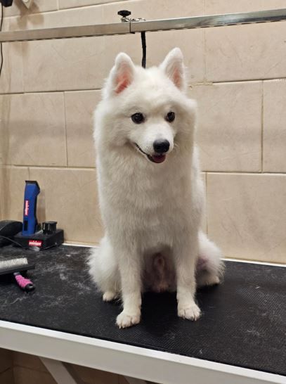 מספרת כלבים בראשון לציון ספר כלבים בראשון לציון