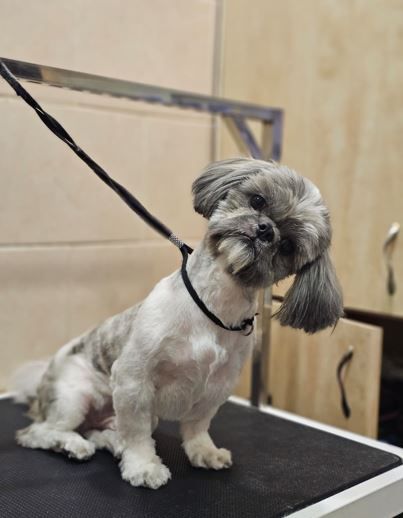 ספר כלבים בראשון לציון מספרת כלבים בראשון לציון