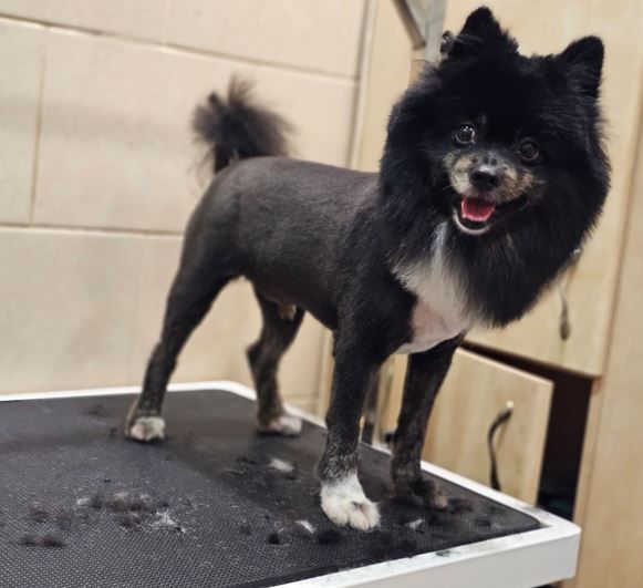 ספר כלבים ראשון לציון מספרת כלבים בראשון לציון