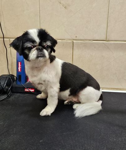 ספר כלבים בחולון כלב קטן מספרת כלבים בחולון כלב קטן