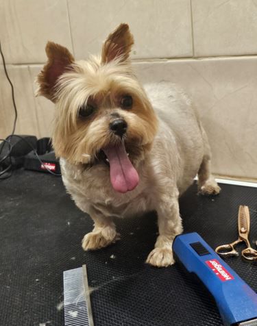 ספר כלבים בחולון כלב קטן וחמוד מספרת כלבים בחולון כלב קטן וחמוד