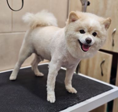 ספר כלבים בחולון כלב לבן קטן וחמוד מספרת כלבים בחולון כלב לבן קטן וחמוד