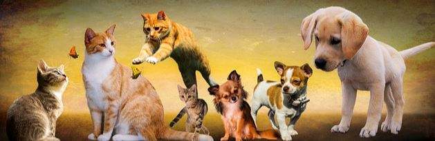 תמונות של כלבים וחתולים תמונות של כלבים וחתולים