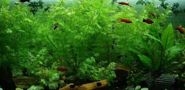 אקווריום צמחיה אקווריום צמחיה