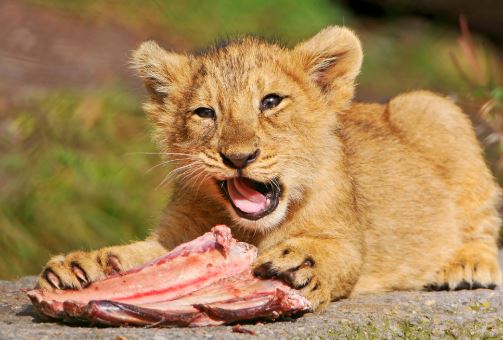 גור אריות אוכל בשר גור אריות אוכל בשר