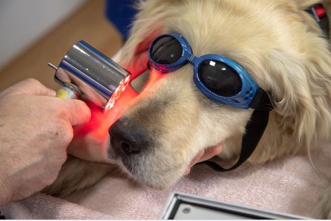 כלב בבדיקה כלב אצל וטרינר