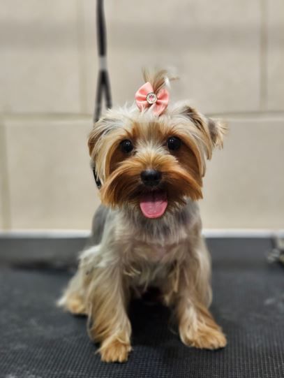 מספרת כלבים בבת ים כלבים חמודים ספר כלבים בבת ים כלבים חמודים