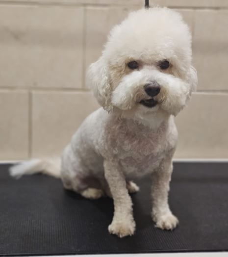 מספרת כלבים בבת ים כלבי פודל ספר כלבים בבת ים כלבי פודל