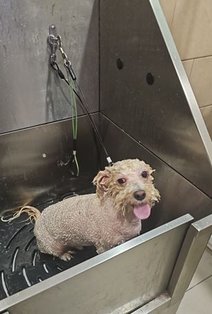 מספר כלבים בבת ים מקלחת לכלב ספר כלבים בבת ים מקלחת לכלב